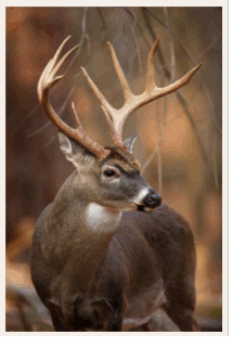 Image of Deer